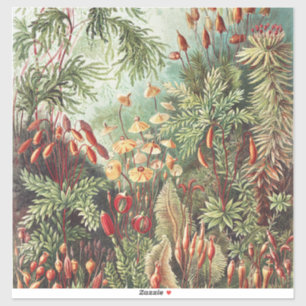 Pegatina Ernst Haeckel Impresión de la Naturaleza del Musgo