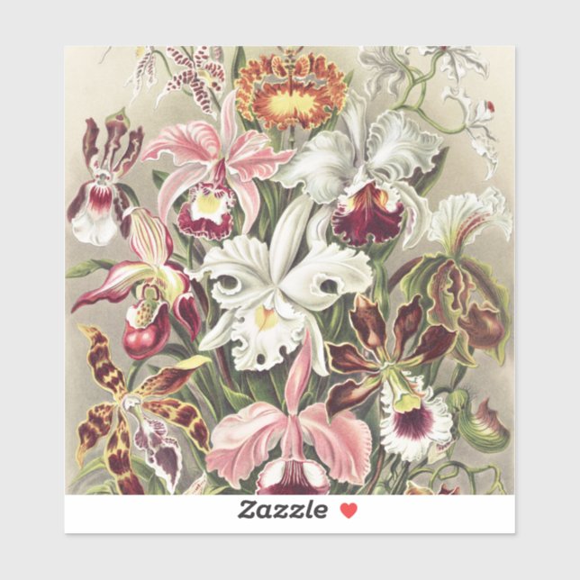 Pegatina ErnstHaeckel Vintage Botanical Orchid Illustration (Hoja)