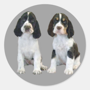 Pegatina Español de Cachorros de Springer inglesa