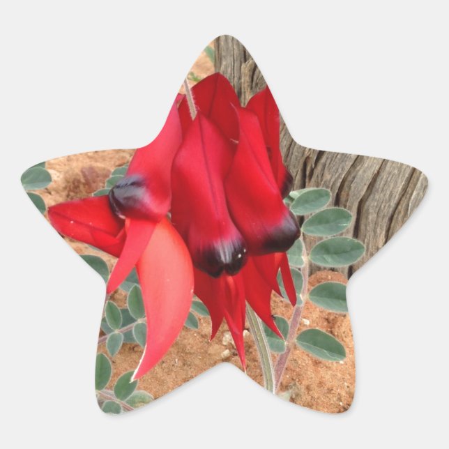 Pegatina estrella de Sturt's Desert Pea (Anverso)