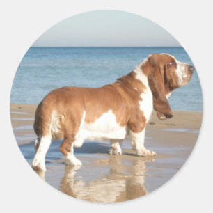 Pegatina / Etiqueta de cachorro de perro Basset Ho