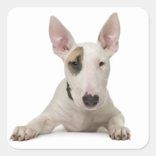 Pegatina / Etiqueta de cachorro de perro Bull Terr