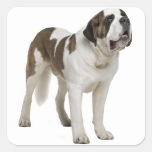 Pegatina / Etiqueta de cachorro de San Bernardo