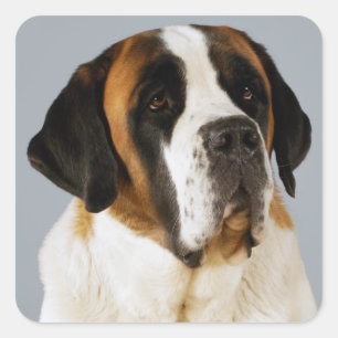 Pegatina / Etiqueta de cachorro de San Bernardo