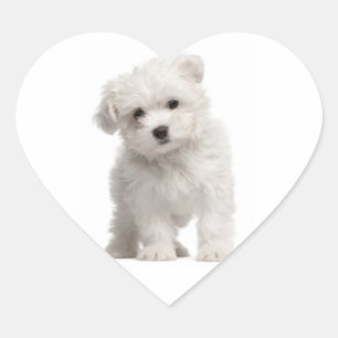 Pegatina / Etiqueta de corazón de cachorro de perr