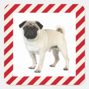 Pegatina / Etiqueta de perro cachorro Pug Rojo y B