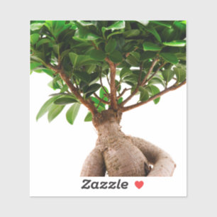 Pegatina Ficus Ginseng