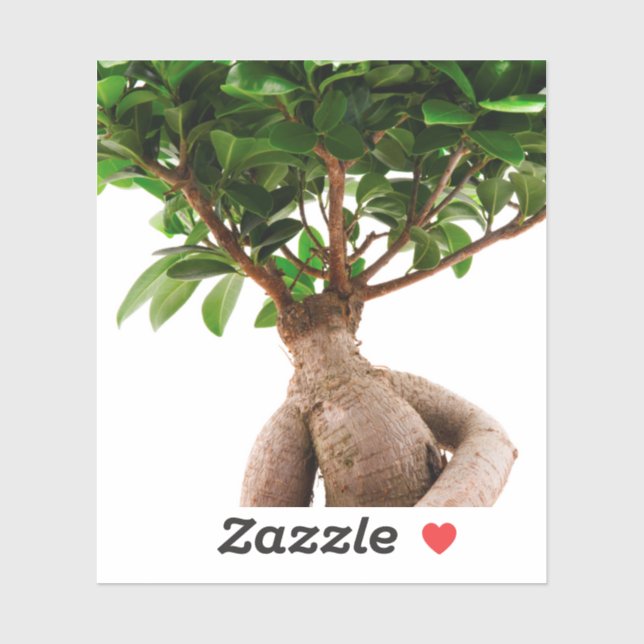 Pegatina Ficus Ginseng (Hoja)