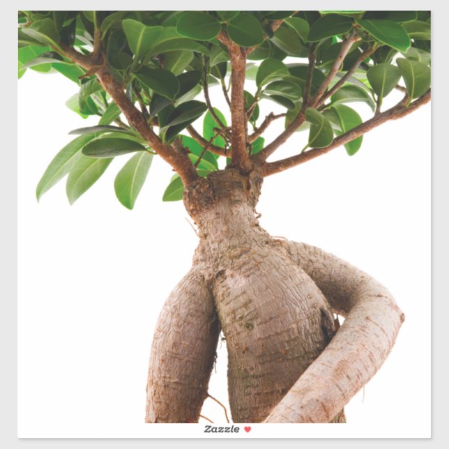 Pegatina Ficus Ginseng (Hoja)
