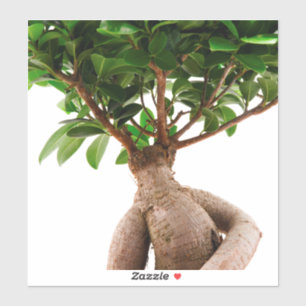 Pegatina Ficus Ginseng