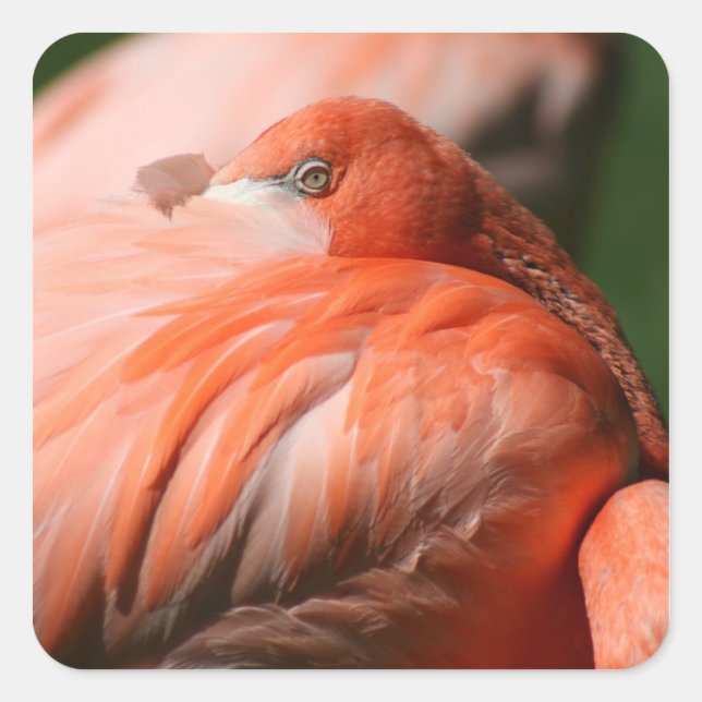 Pegatina Flamingo (Anverso)