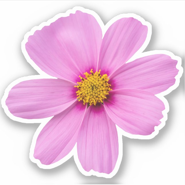 Pegatina Flor Cosmos (Anverso)