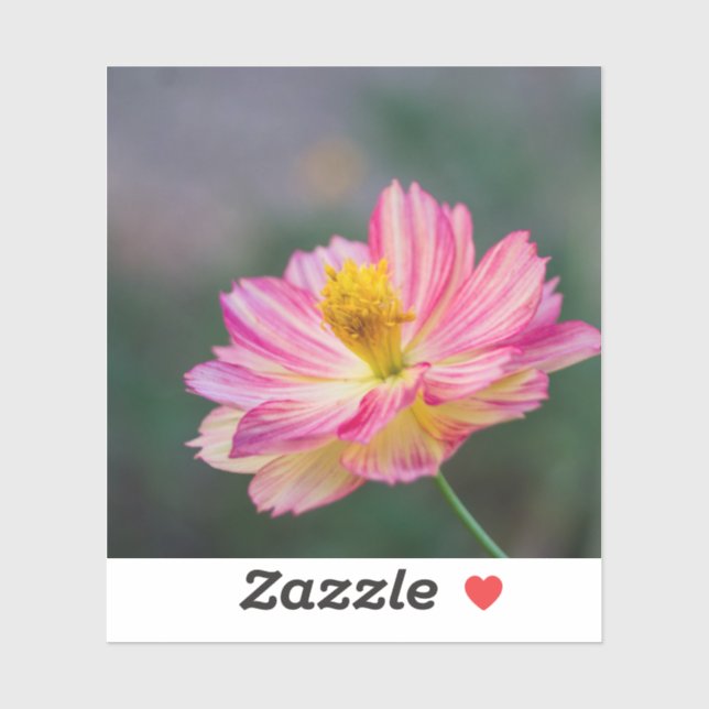 Pegatina Flor Cosmos de jardín (Hoja)