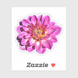 Pegatina Flor Dahlia gigante rosa magenta