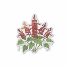 Pegatina Flor de jardín - Salvia escarlata