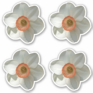 Pegatina Flor de primavera rosada de Daffodil