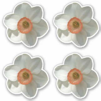 Pegatina Flor de primavera rosada de Daffodil