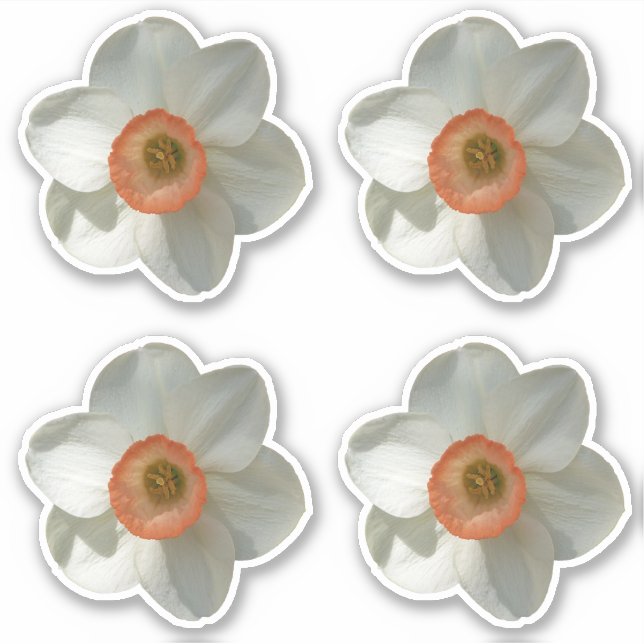 Pegatina Flor de primavera rosada de Daffodil (Anverso)