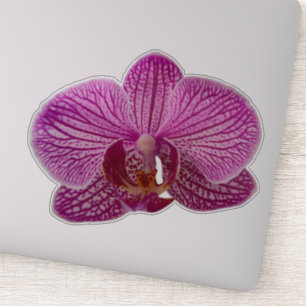 Pegatina Flor rosa magenta orquídea