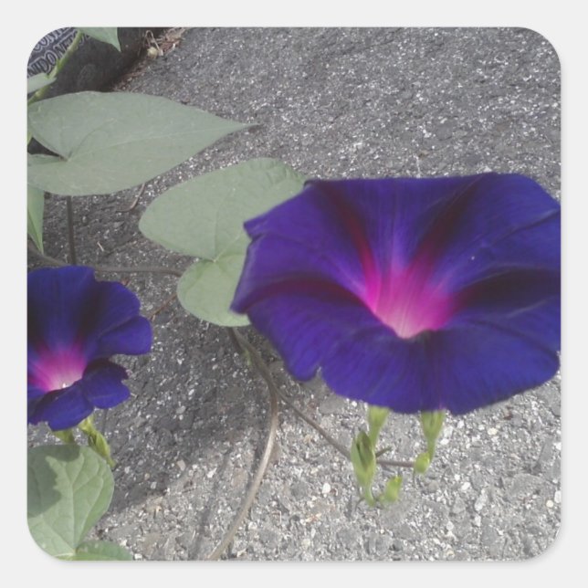 Pegatina floral cuadrada brillante (Anverso)