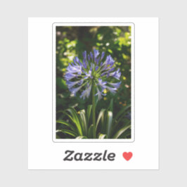 Pegatina Flores de agapanthus azules
