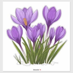 Pegatina Flores Vibrantes de Crocus Púrpura en Jardín Flori