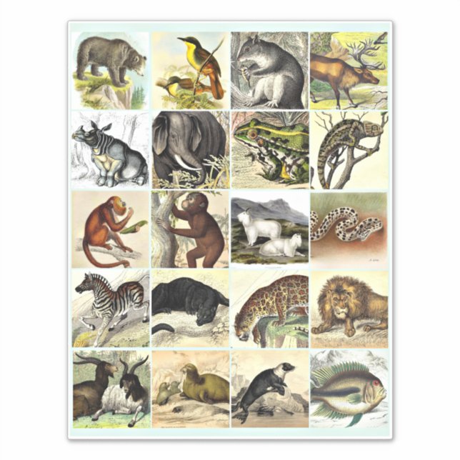 Pegatina Forest, Jungle And Ocean Animal Collage sheet Art (Anverso)