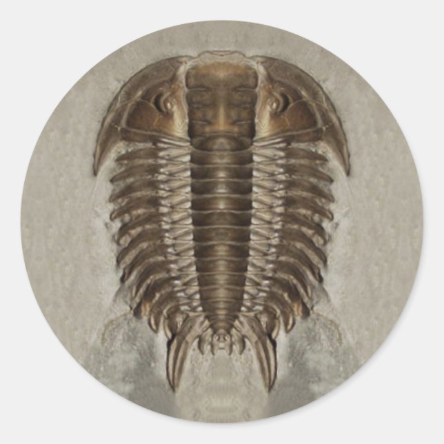 Pegatina fósil trilobita (Anverso)