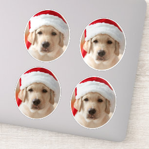 Pegatina Foto de cara de perro cortada personalizada