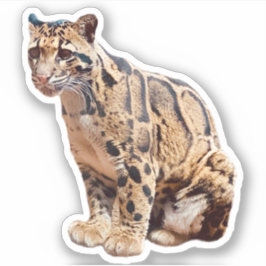 Pegatina foto de leopardo nebuloso naturaleza vida silvestr