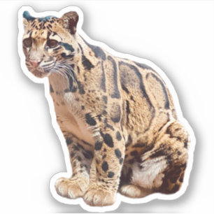 Pegatina foto de leopardo nebuloso naturaleza vida silvestr