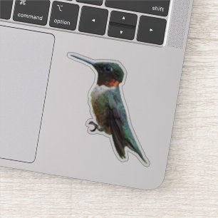 Pegatina Fotografía de aves de colibrí de garganta rubí