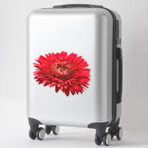 Fotografía de primer plano de Red Gerbera Daisies