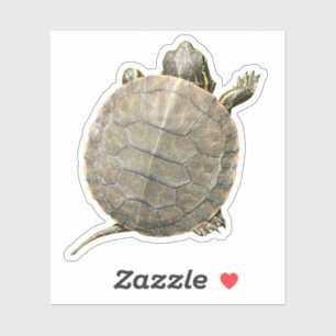 Pegatina Fotografía de una pequeña tortuga (Tortoise)