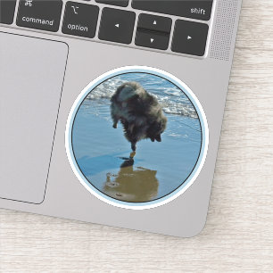 Pegatina Fotografía del Ballet Keeshond - Arte de Perro Ori