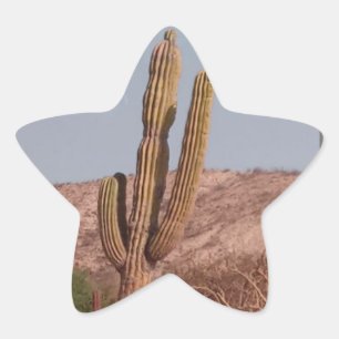 Pegatina fotográfico de Cactus