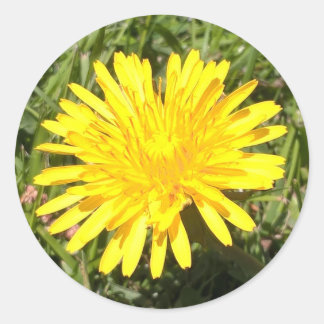 Pegatina fotográfico de la naturaleza de la flor d