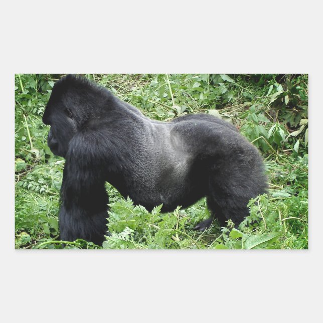 Pegatina fotográfico de Silverback Gorilla (Anverso)