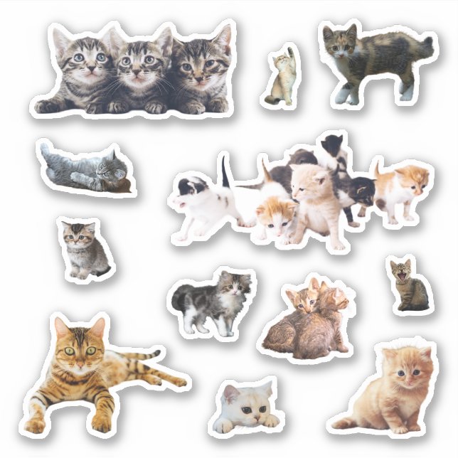 Pegatina Fotos de gatos y gatitos ponen contorno (Anverso)