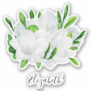 Pegatina Freesia blanca acuarela. Elegante nombre floral