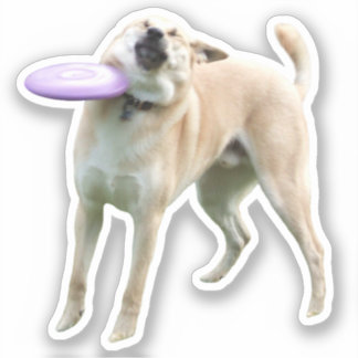Pegatina Frisbee Dog Meme