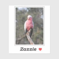 Galah