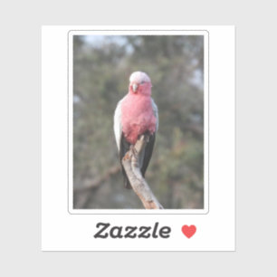Pegatina Galah