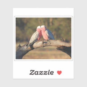 Pegatina Galahs rosados