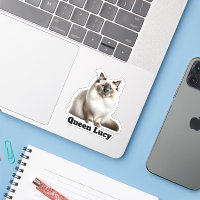 Gato Cute Ragdoll