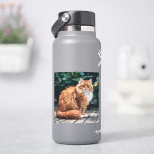 Pegatina Gato persa naranja