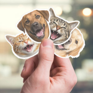 Pegatina Gato y perro divertidos se enfrenta a sus fotos Pe