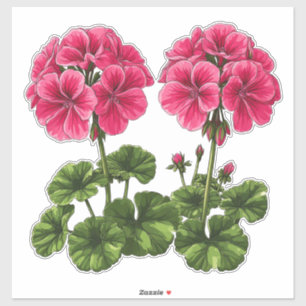 Pegatina Geranios rosados vibrantes con hojas verdes exuber