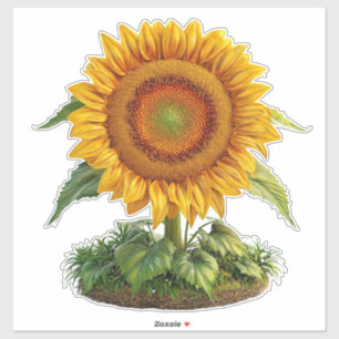Pegatina Girasol brillante en plena floración con hoja verd