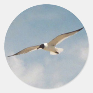 Pegatina Gliding de Gagull